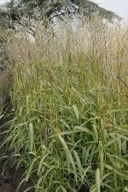 Spodiopogon sibiricus.jpg