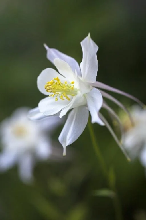 Aquilegia _Kristall_.jpg