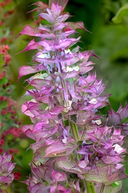 salvia-sclarea-turkestanica _Vatican Pink_.jpg