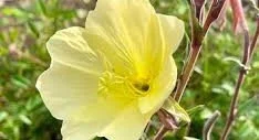 Oenothera macrocarpa fremontii _Silver Wings_.jpg
