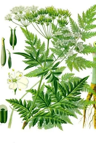 Anthriscus sylvestris 3.jpg