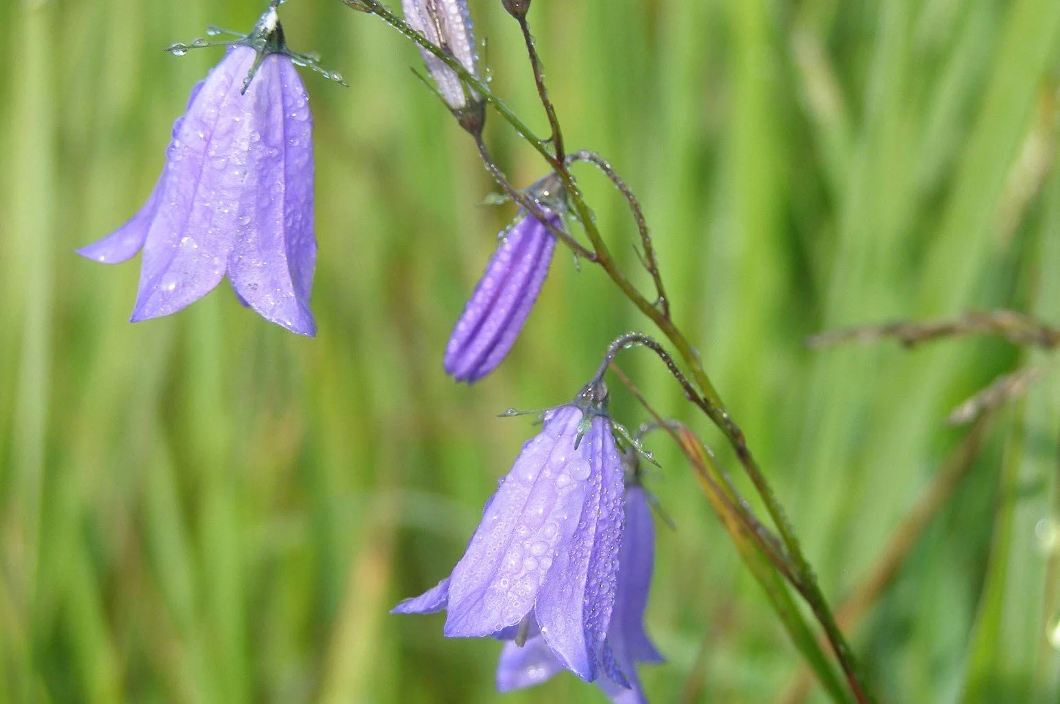 Campanula rotundifolia.jpg