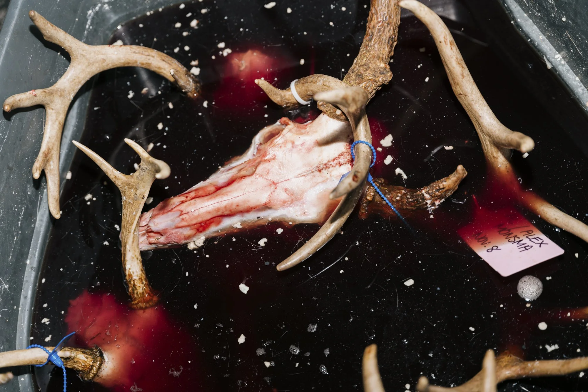 Deer skull and pairs of horns floating in dark red solvent, in grey plastic bin. Name tag attached to horns reads Alex Monsma, Nov 8.