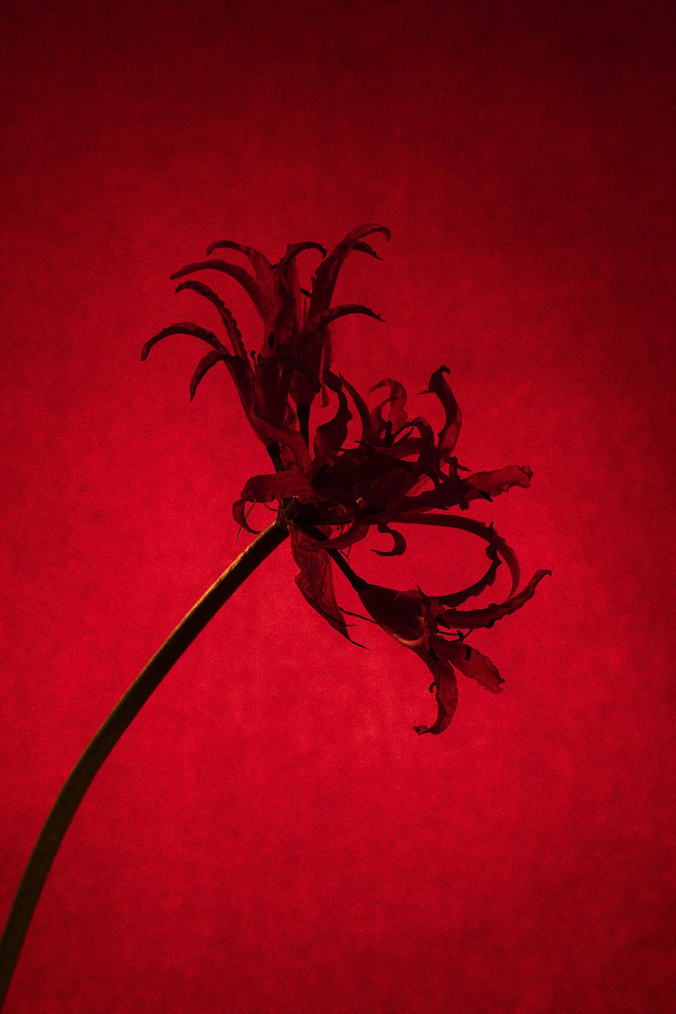 Nerine flower silhouetted against textured red background