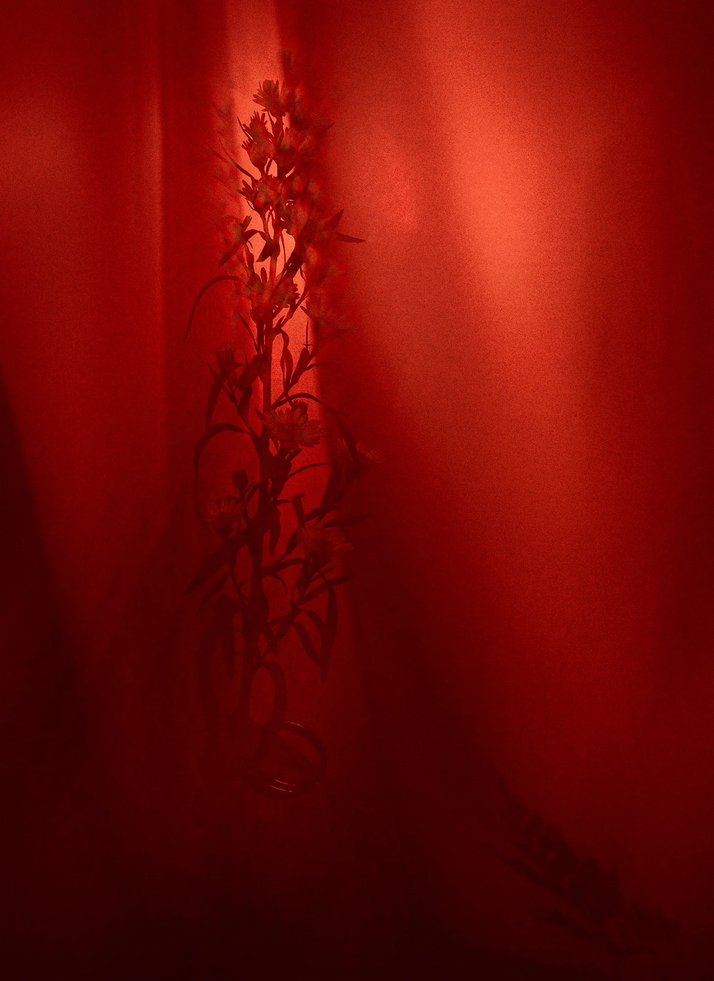 Silhouetted aster flowers in front of sheer red draped fabric, lit from the back with soft diffused light.