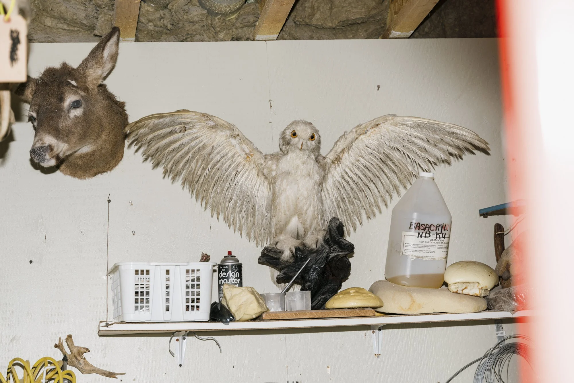 Taxidermied white owl spreading its wings, perched on shelf among chemicals and tools. Deer head mounted on wall behind owl.