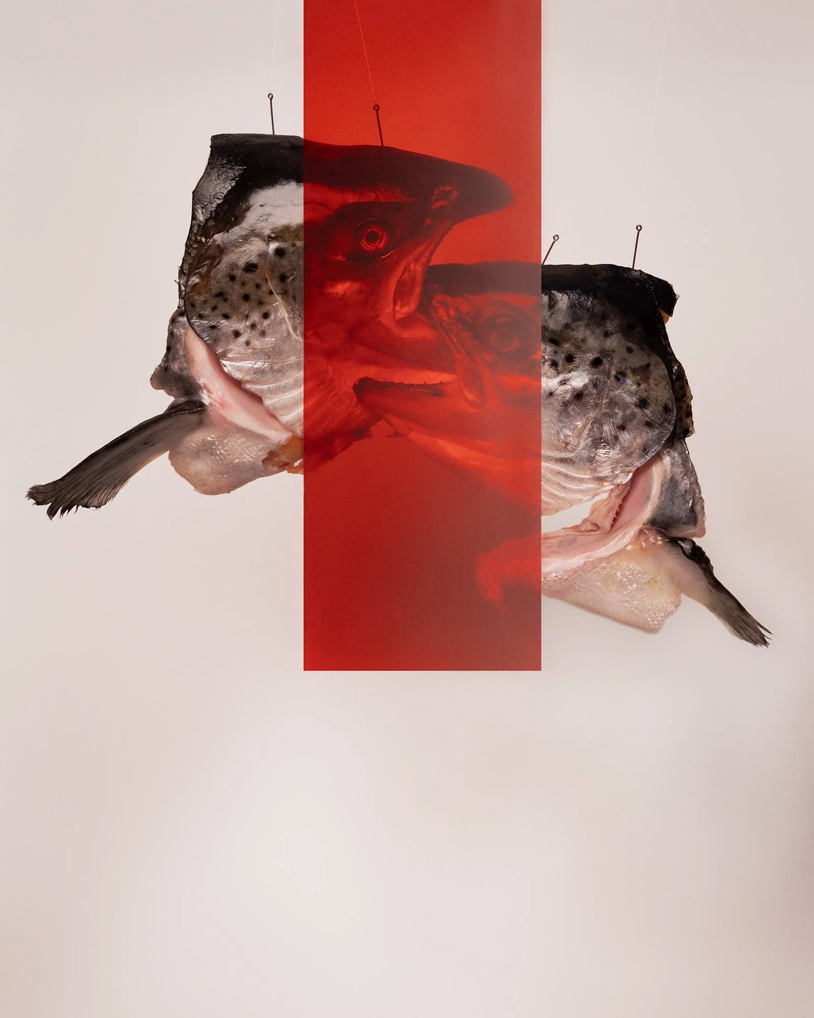 Two severed salmon heads kissing, suspended by hooks. Sheer red strip obstructs the faces
