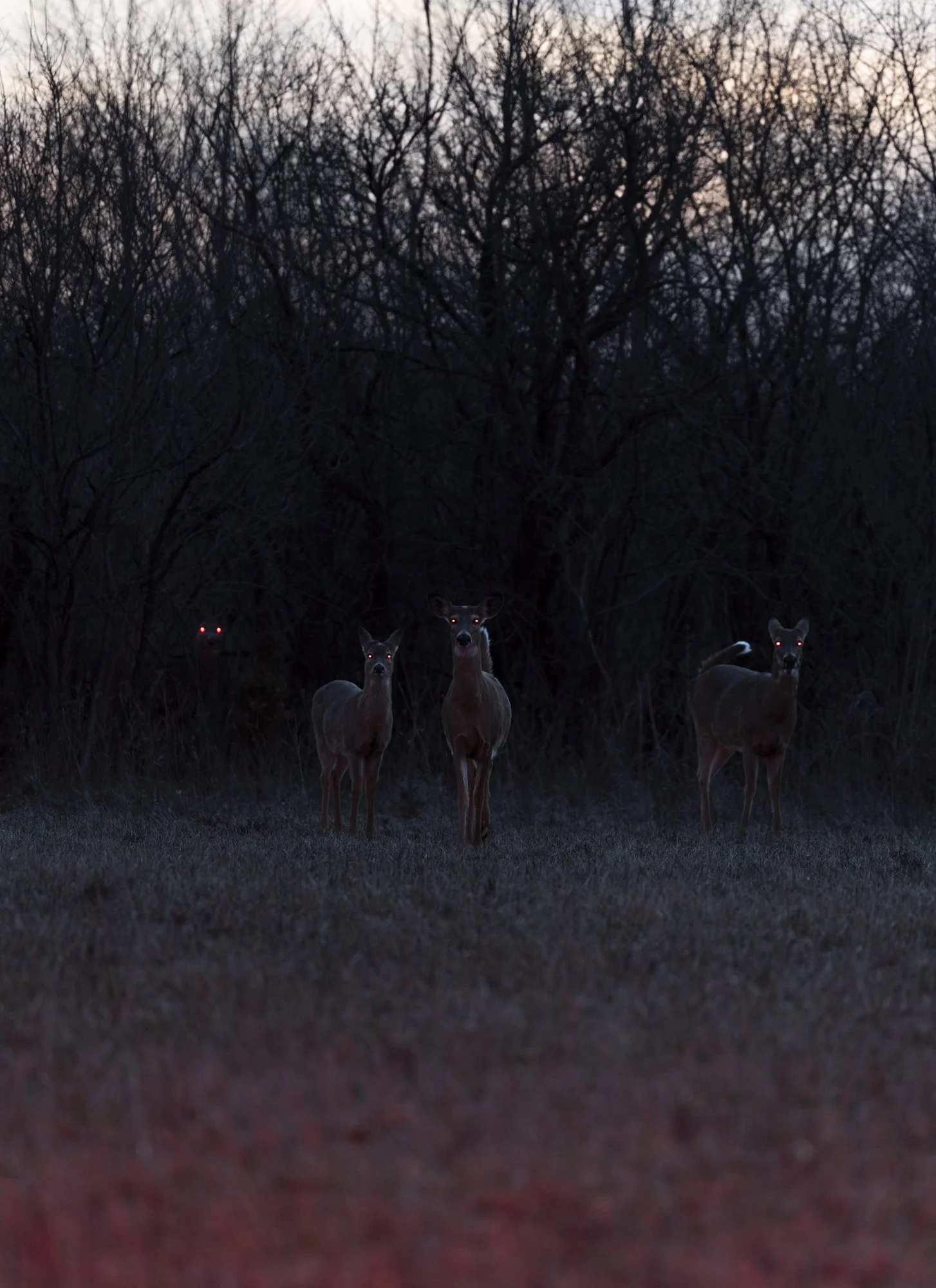 Four deer in treeline, sunset, glowing red eyes, facing camera.