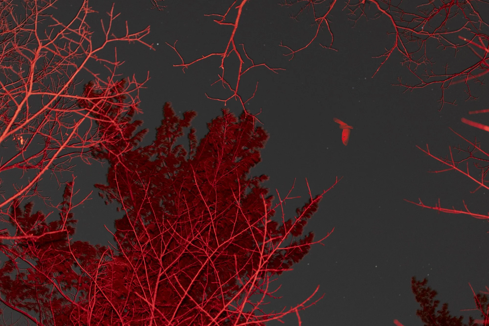 Four deer in treeline, sunset, glowing red eyes, facing camera.