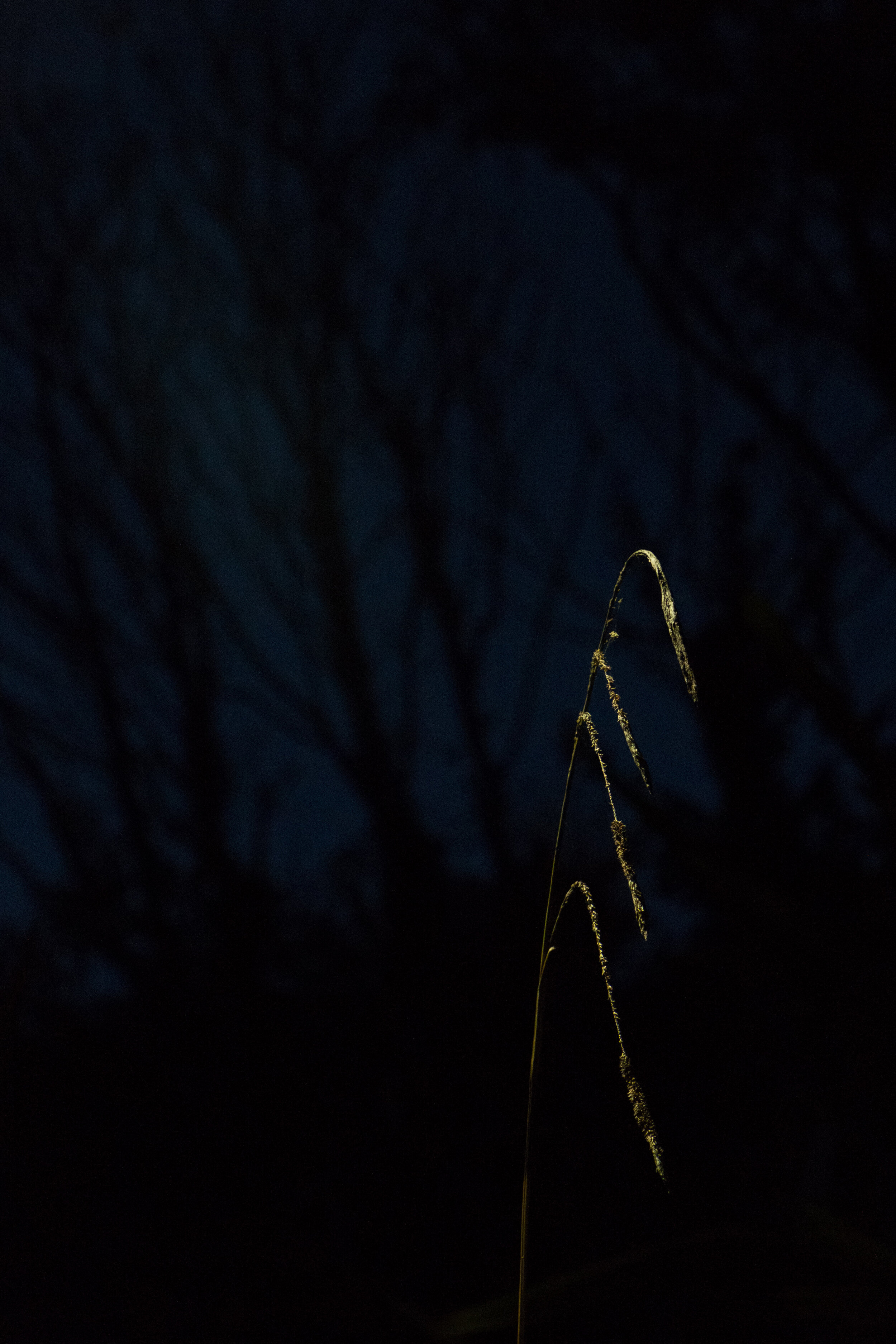 4 Night Shadows.jpg