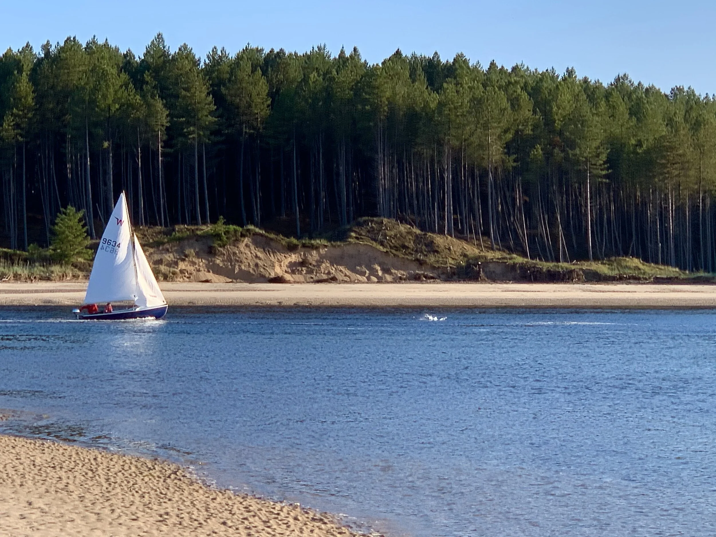 Findhorn Bay- Seals spot where the river meets the sea