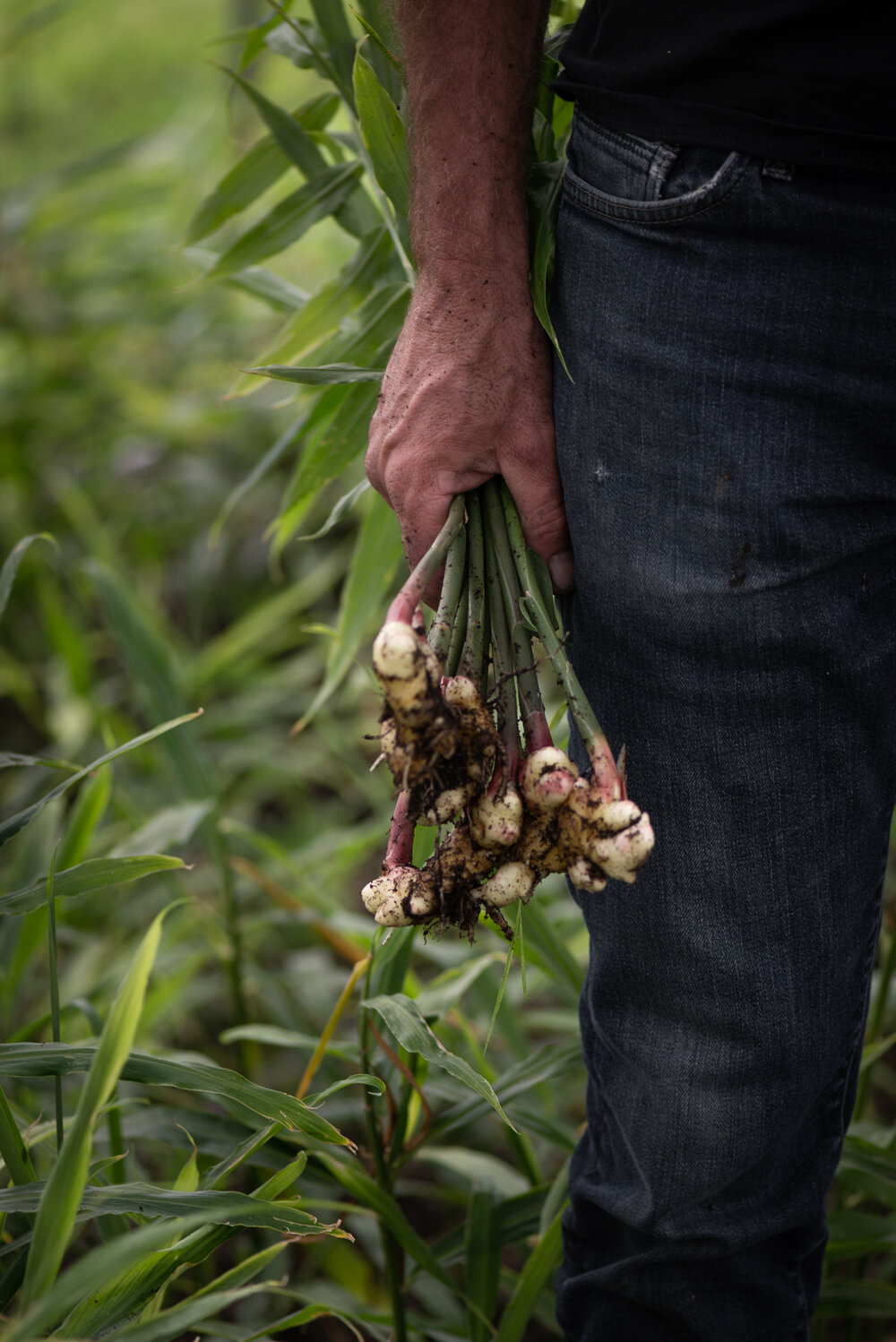 Hamaka Creativity Lab - Plantbased Photography Indie Book Mag Publishing Ontario - Loco Fields-1436.jpg