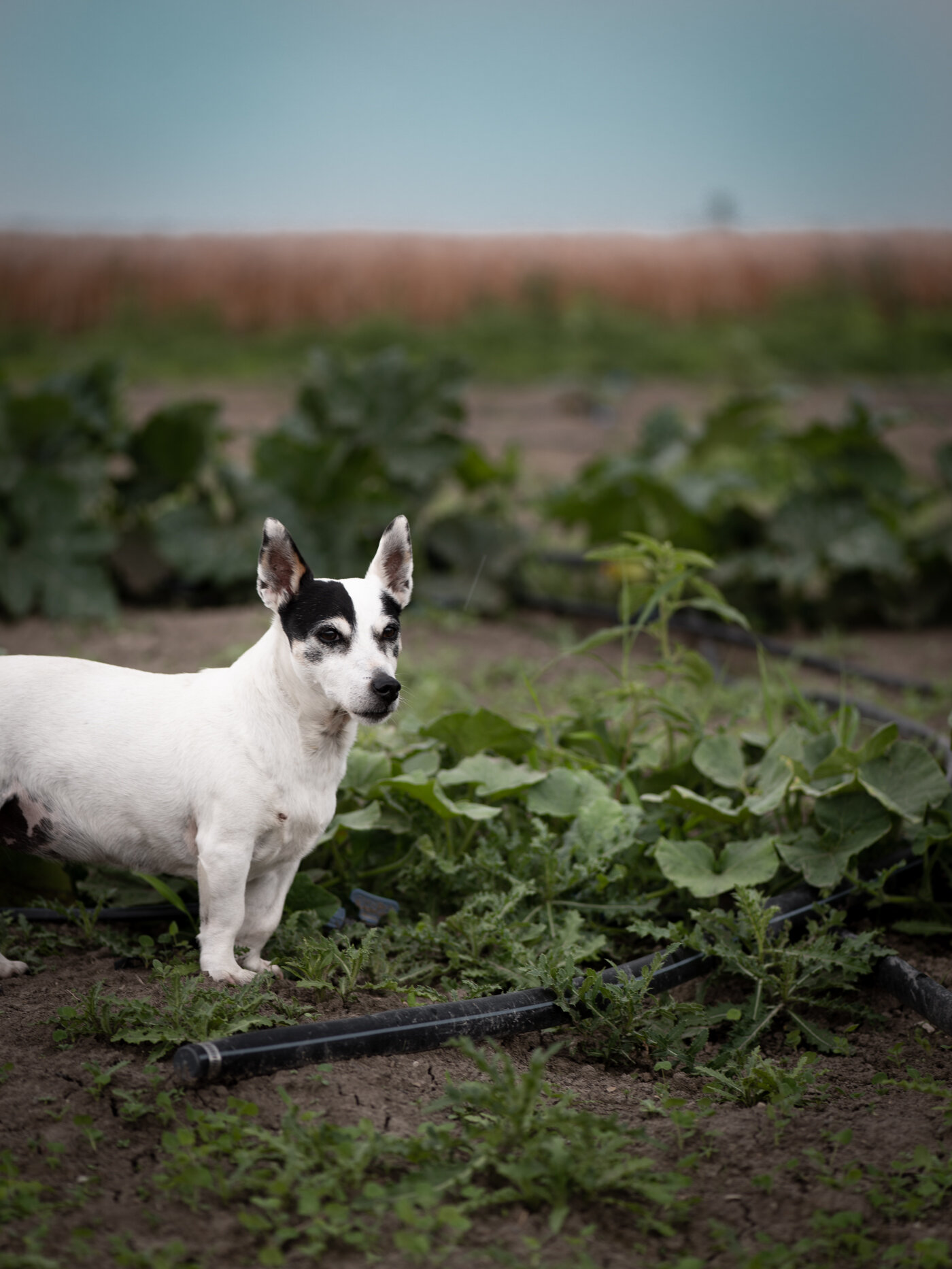 Hamaka Creativity Lab - Plantbased Photography Indie Book Mag Publishing Ontario - Loco Fields-1395.jpg