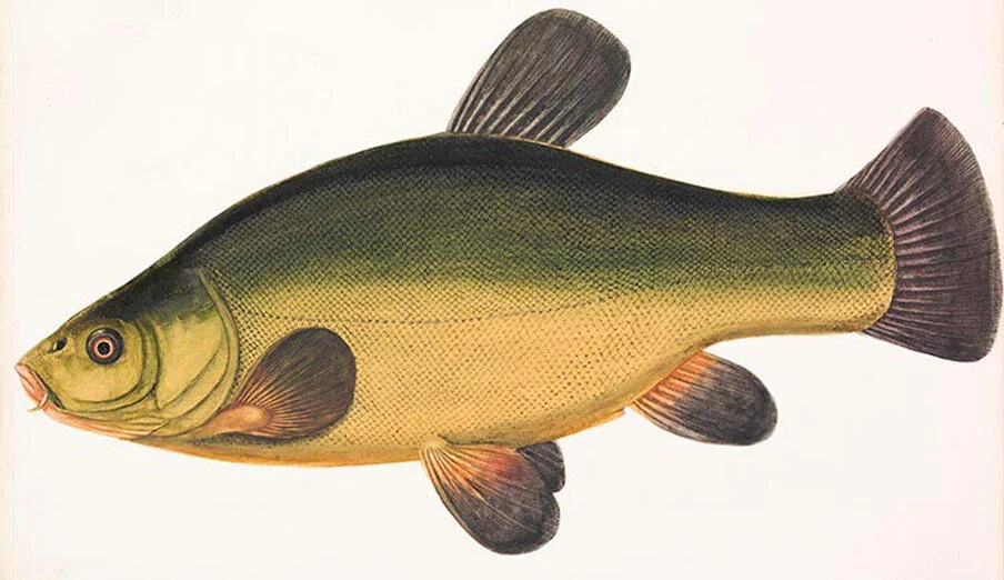 Tenching, February 2020