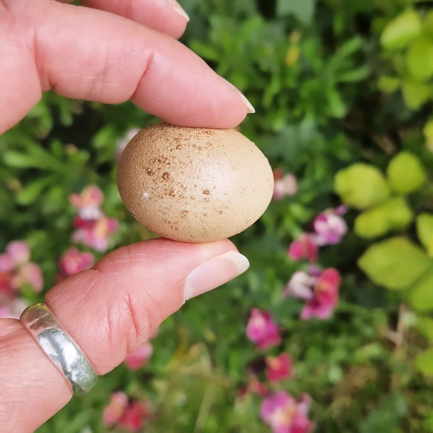 ONE OF OUR CHICKENS HAS LAID A FAIRY EGG 🥚 (aka wind egg, witch egg, fart egg). This can only mean one thing 👉🏻👉🏻👉🏻 it must be May Day Eve. See @lia_leendertz  for a full briefing 🥚 #eggs #beltane #fartegg