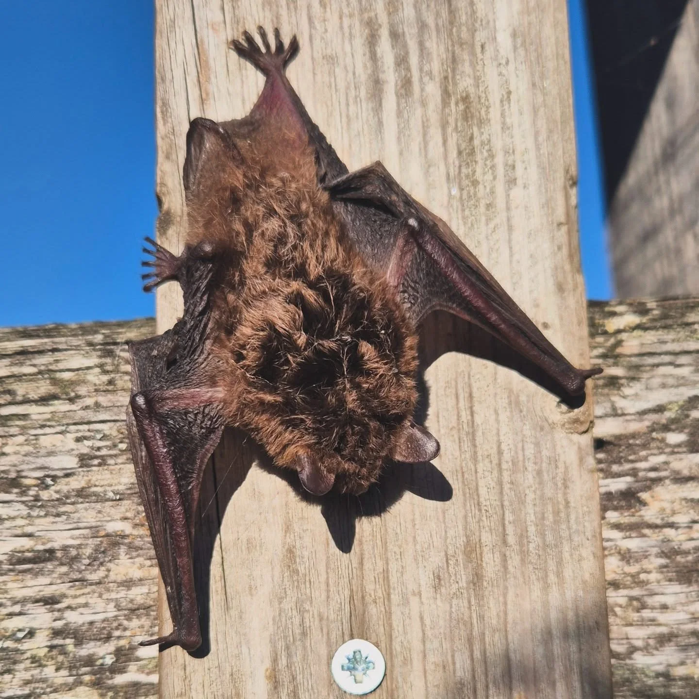 Augur of equinox 🦇 night meeting day 🦇