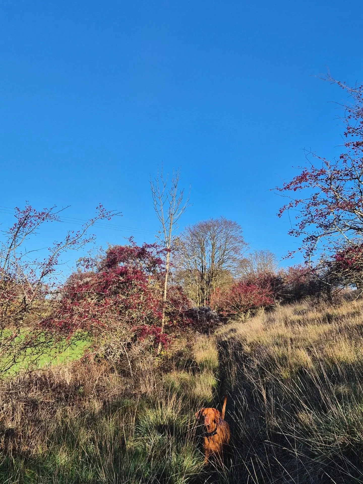 Monday walk in search of an ancient yew 🌳 wild boar, buzzard, a glass jar full of wishes 🪶