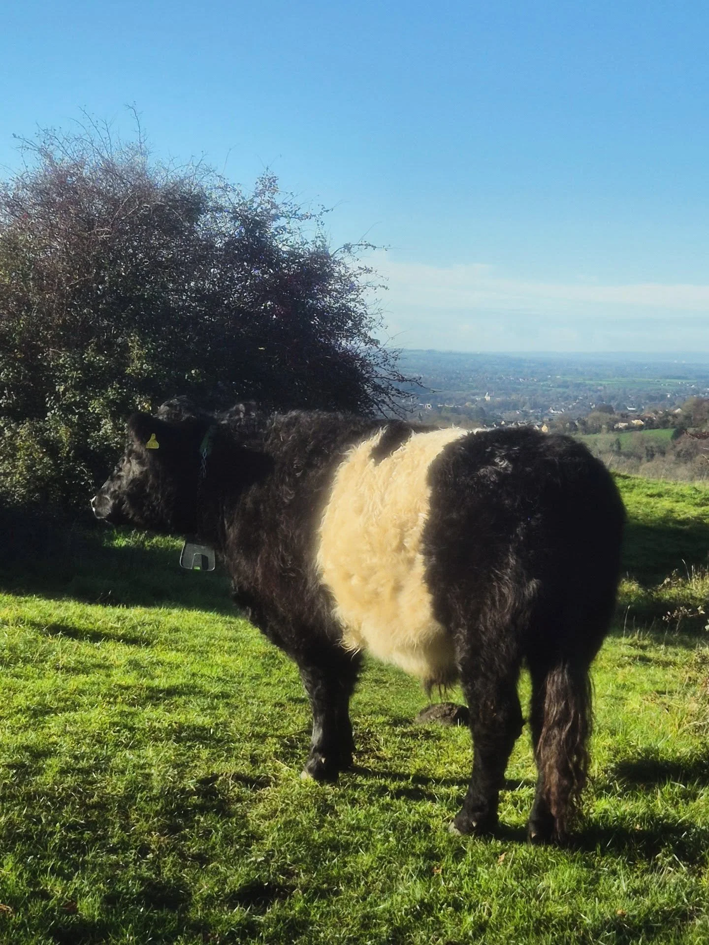 Say hello to my friends the belted galloways of Swifts Hill, where I'm a volunteer stock checker for @gloswildlife 🐮 #cowsofig they may weigh (half) a tonne but they're sooo cute 🐮