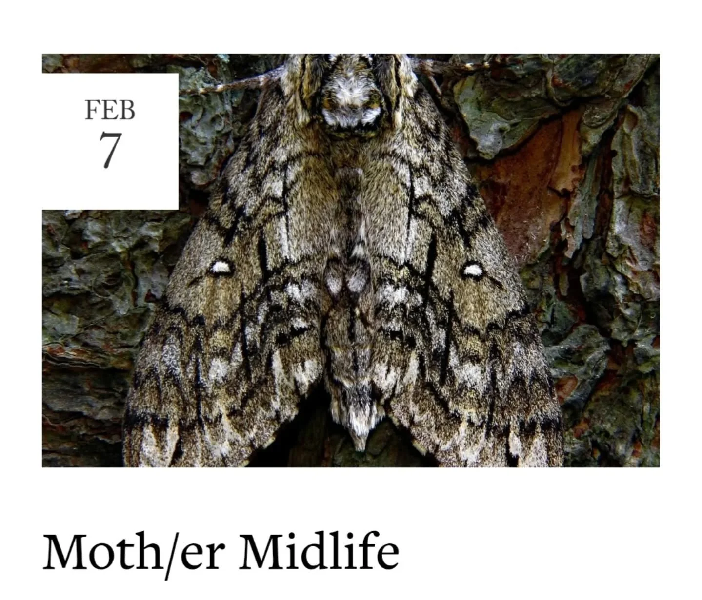 MOTH/ER MIDLIFE 🦋 Excited for this workshop! Step into the woods and follow the moth&rsquo;s path into the metamorphosis of midlife. Through writing and ritual, we&rsquo;ll explore this powerful stage of life with courage, creativity, and joy. Inclu
