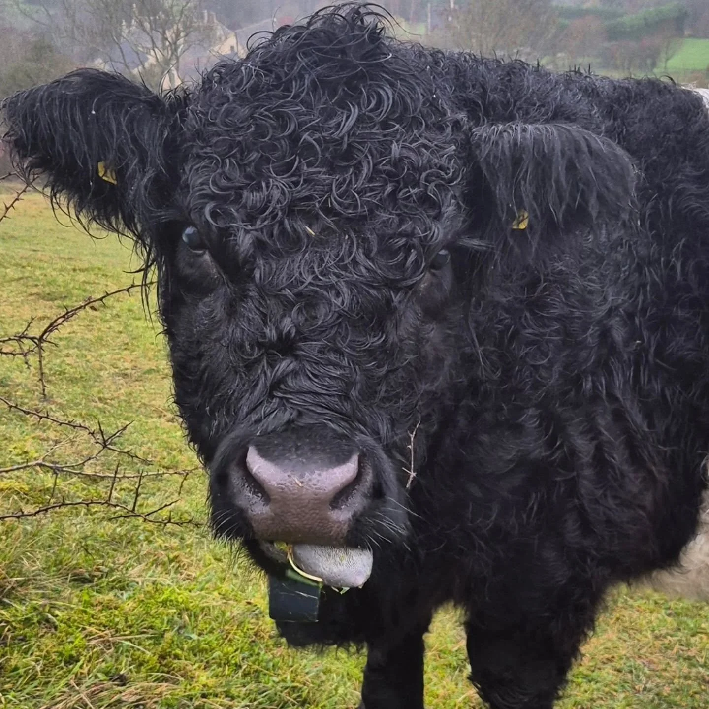 Stock checking my pals the Belted G's (BeeGees?) today @gloswildlife Hardy beasts 🐮