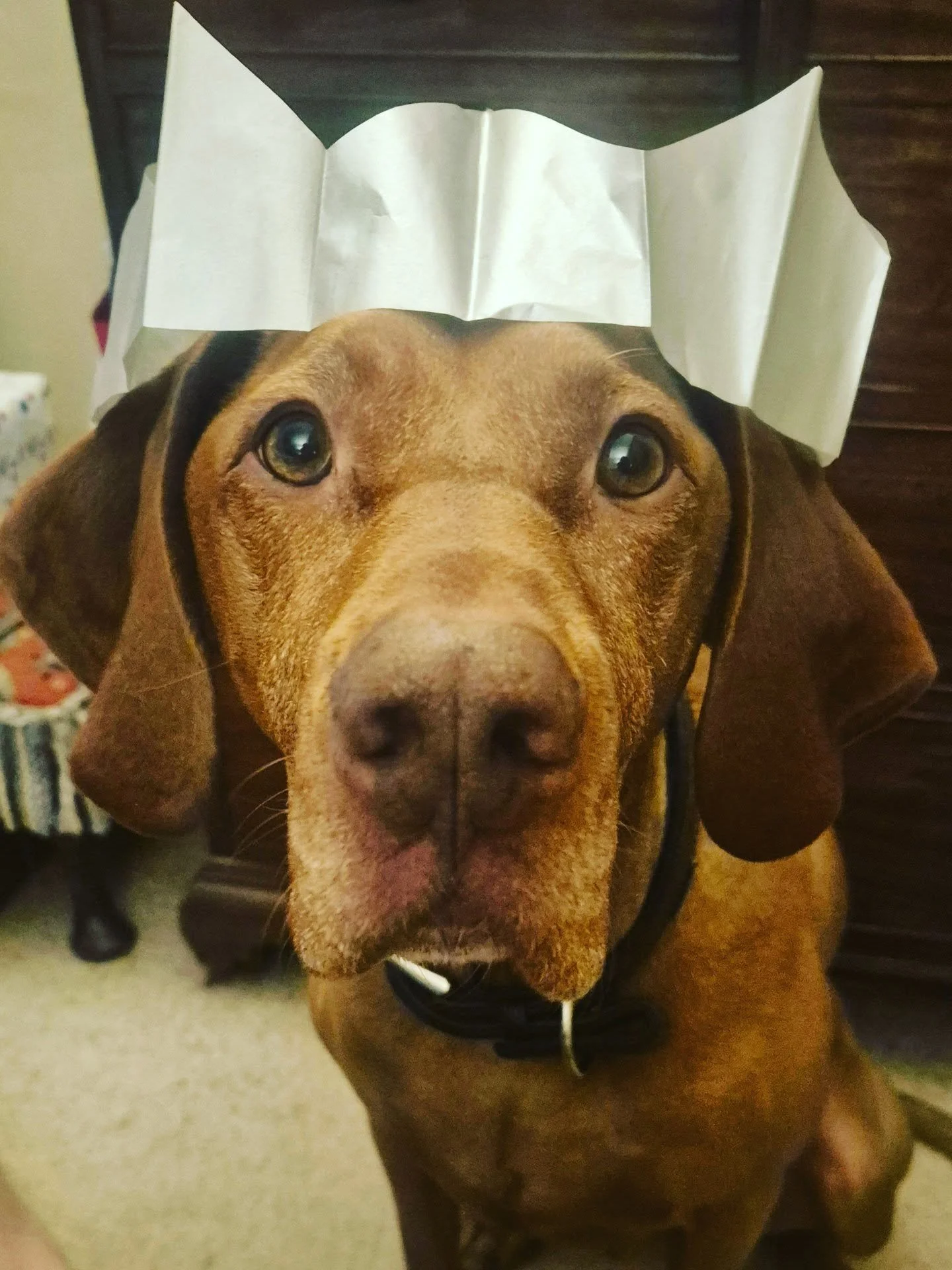 A very merrie Christmas to all ye lovely instafolk 🐕🎄