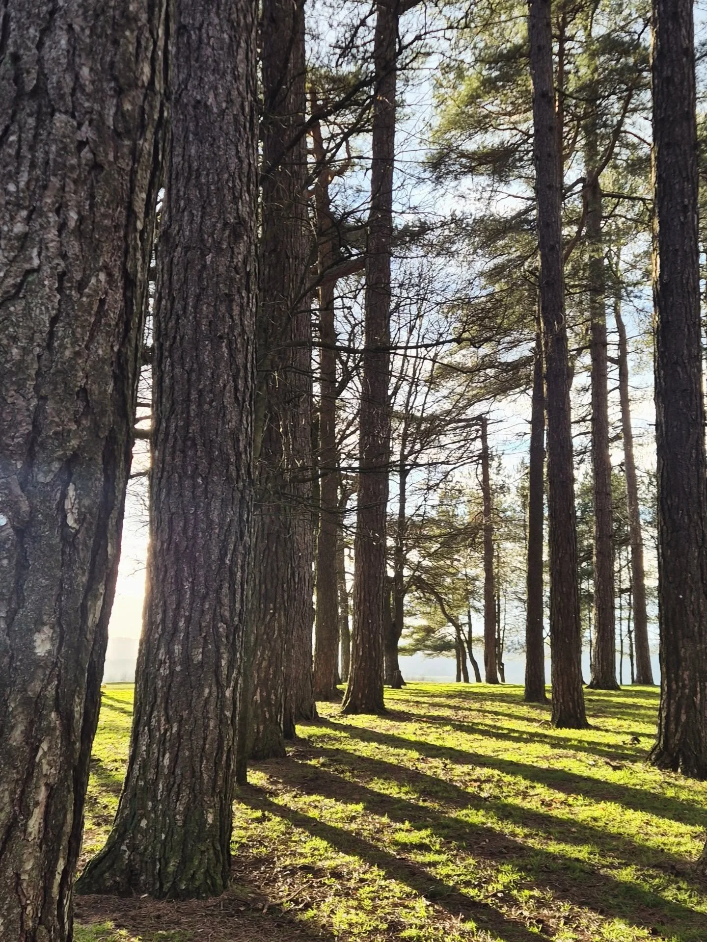 Up and away to May Hill, round it clockwise once for luck. Squeezing the last juice from the highdays 🦅 love these winter colours 🪶
