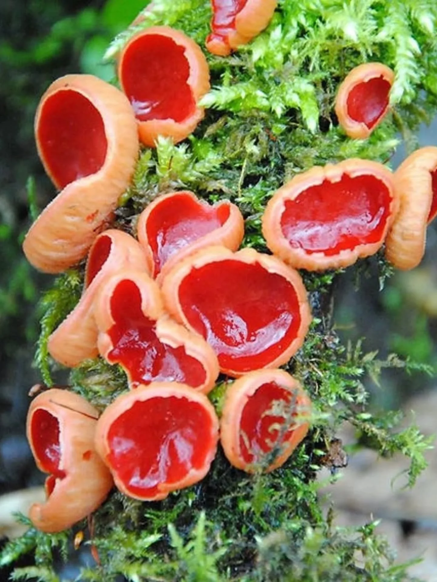 Scarlet elf cups / Late Warning, a pome from the latest @poetrybrum 🍄 I love how these crimson bowls pop up in the winter woods 🍅
.
.
#poetry #fungi #scarletelfcup