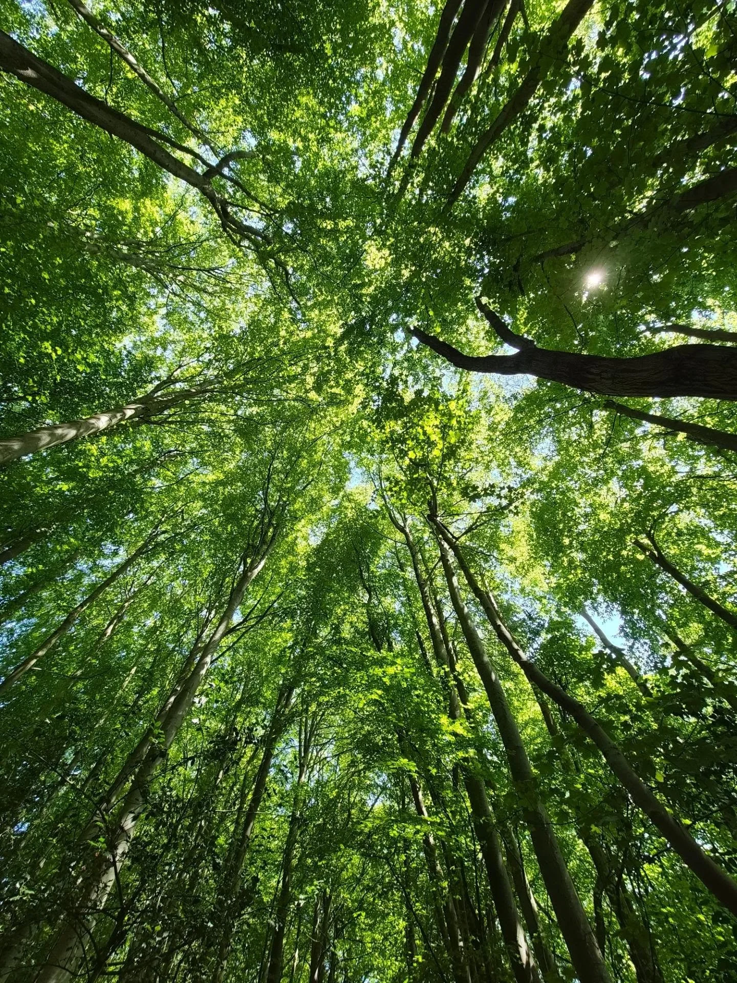 green cathedral 💚