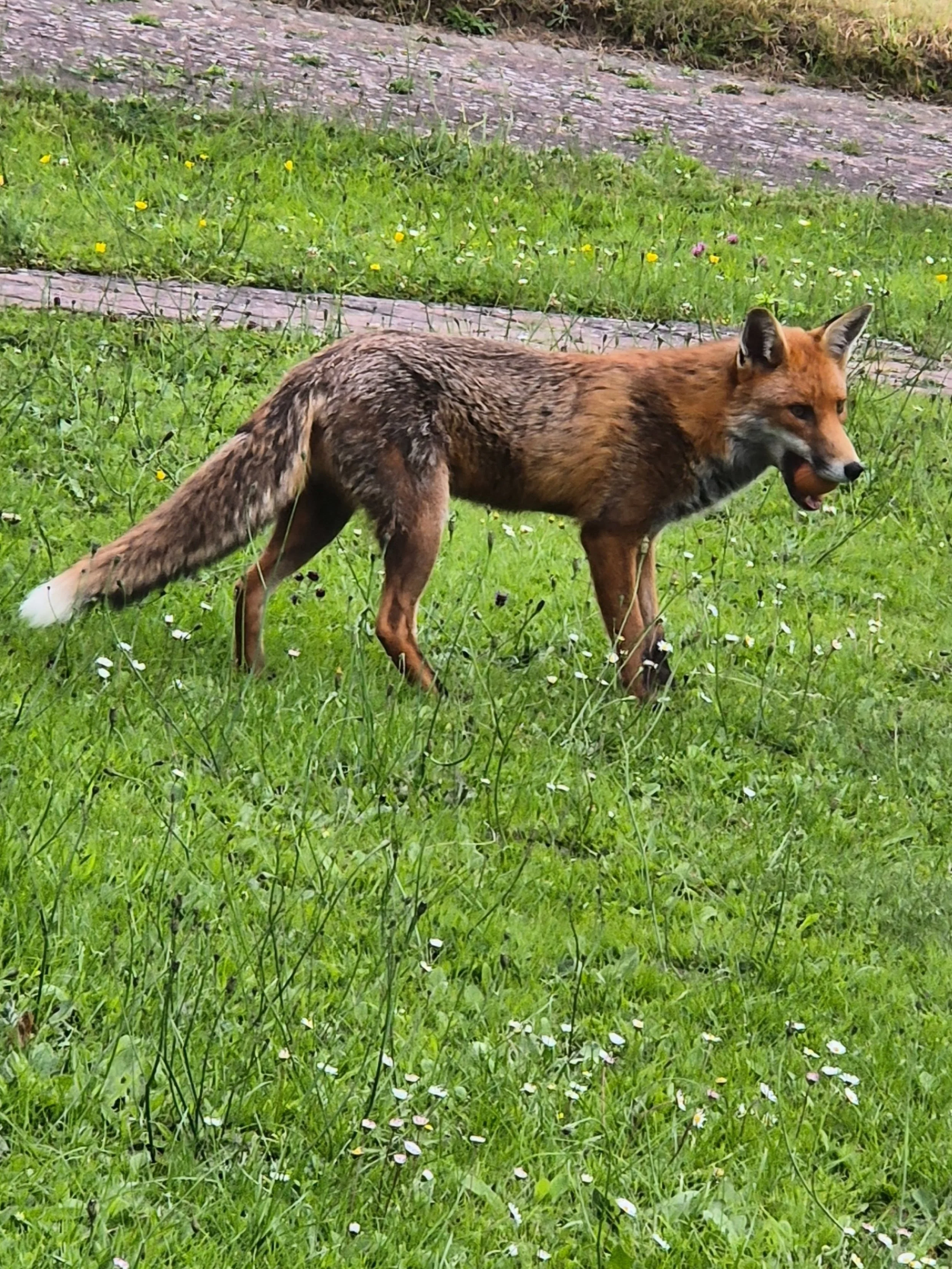 Beware what poems may conjure 🦊🥚
Fox: 15.06.26
Poem: Southword issue 49