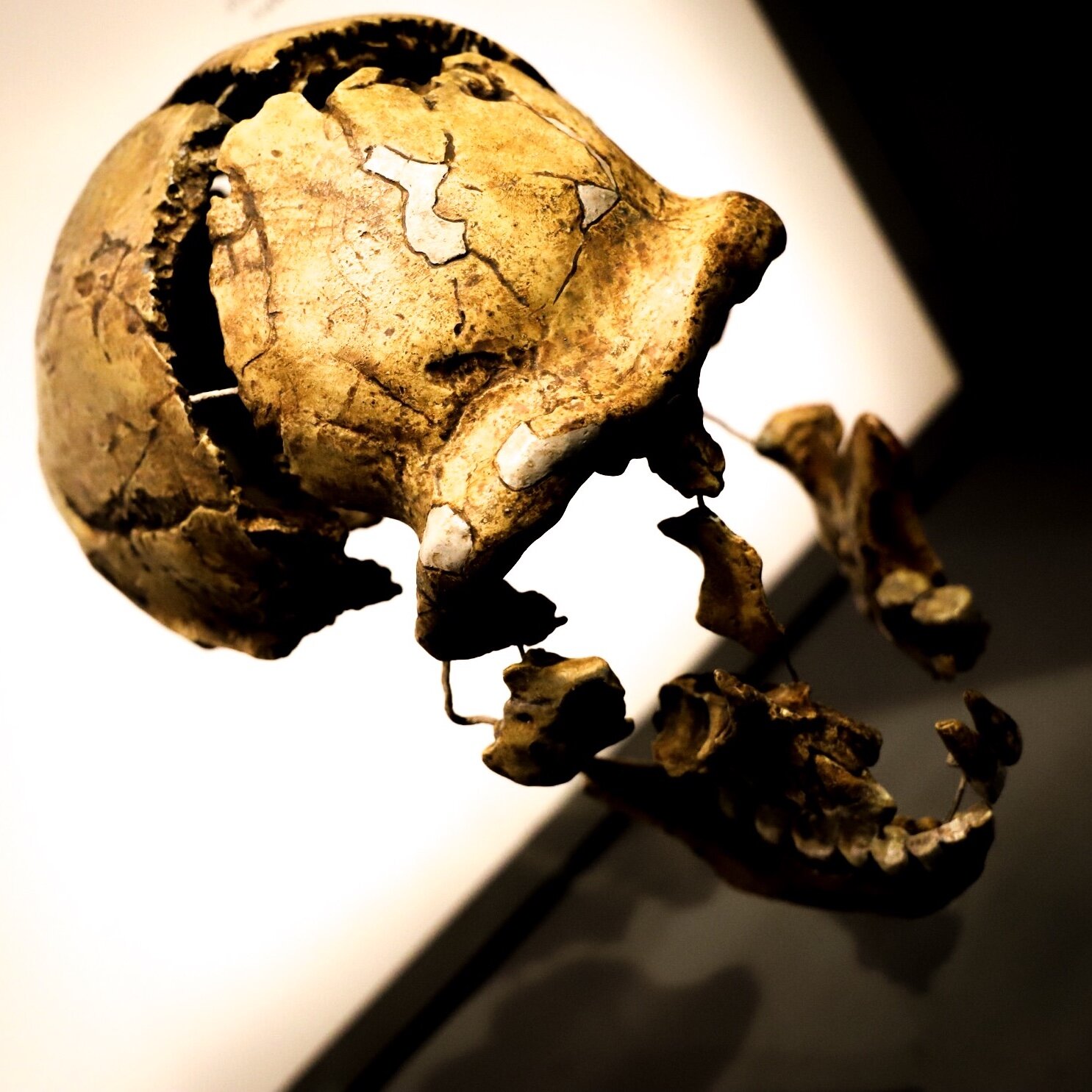 American Museum of Natural History, Manhattan, New York