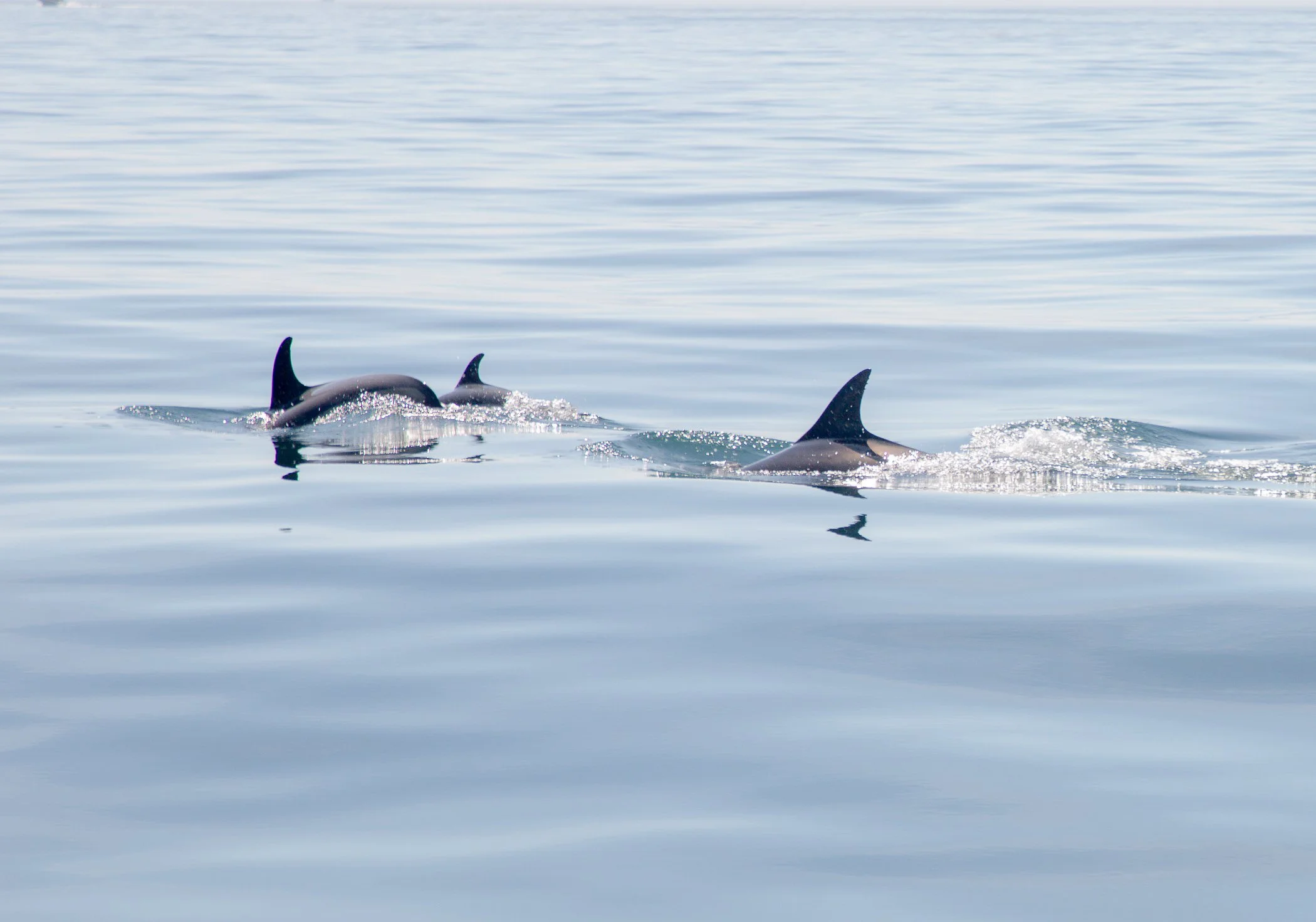 AdventureBay Whale Watching Digby Nova Scotia.jpg