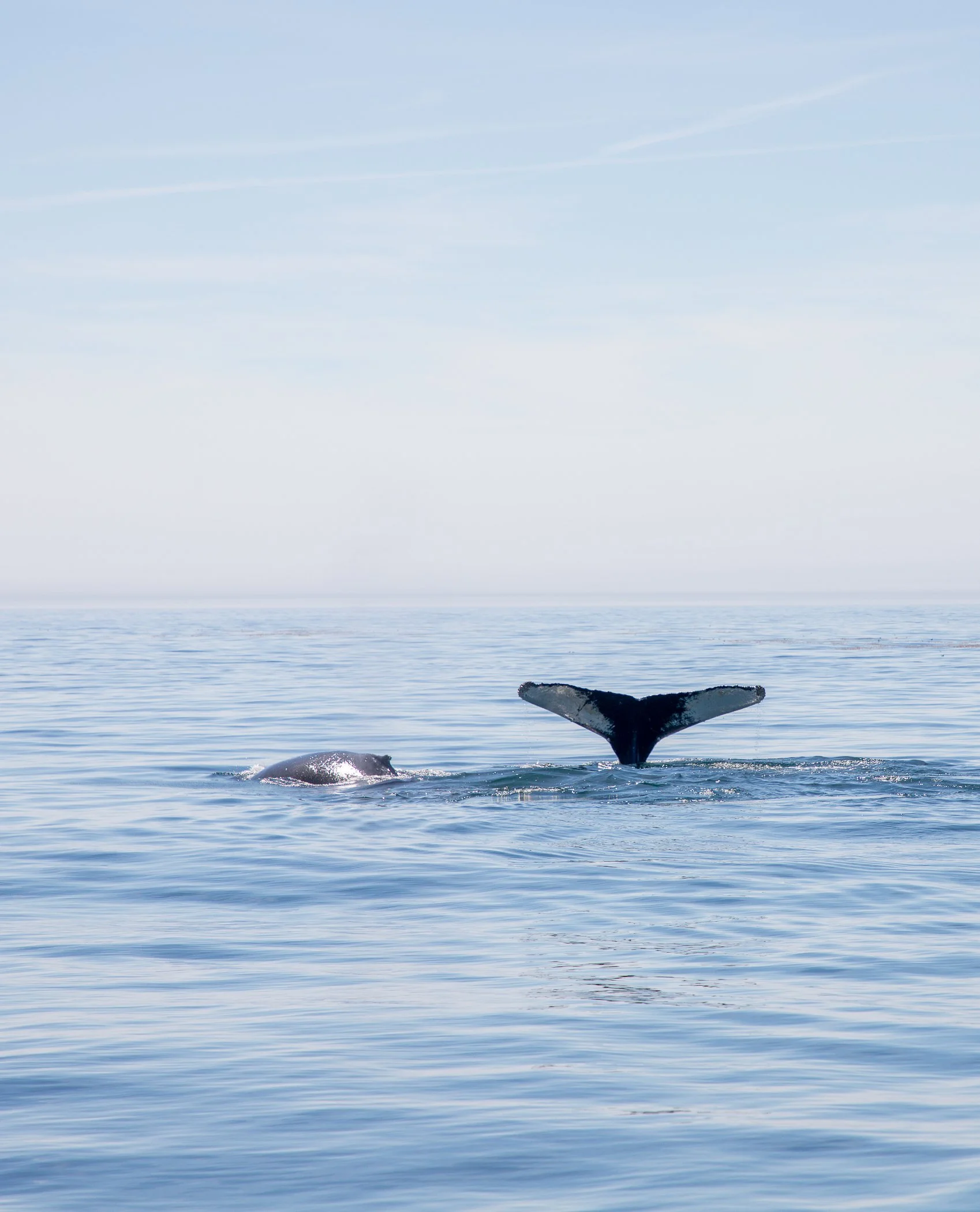 AdventureBay Whale Watching Digby Nova Scotia-5-2.jpg