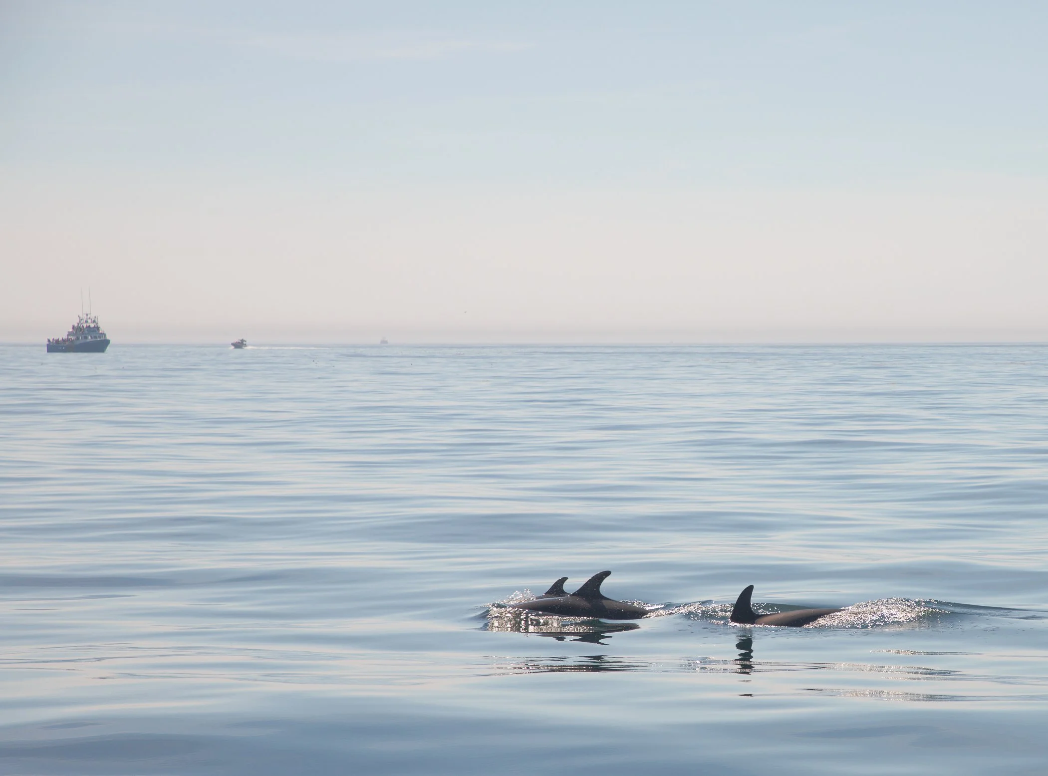 AdventureBay Whale Watching Digby Nova Scotia-2.jpg