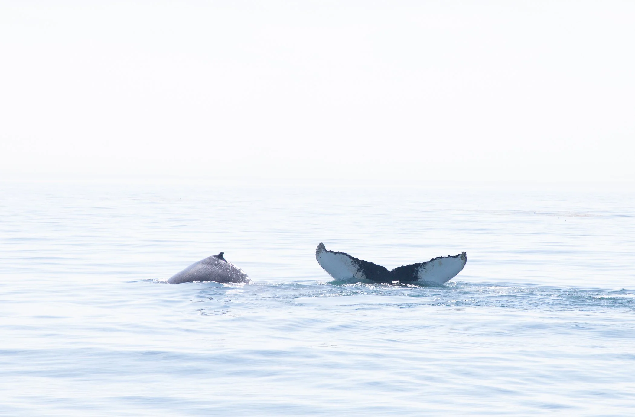 AdventureBay Whale Watching Digby Nova Scotia-4-2.jpg