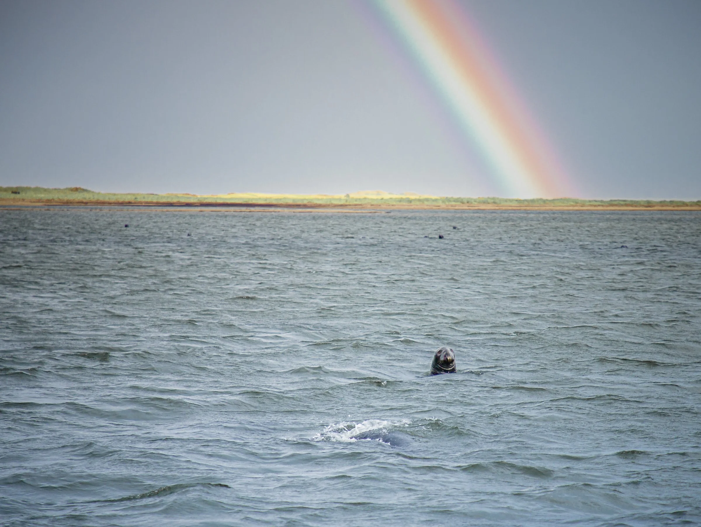 Seal bobbing in the water with rainbow in the background
