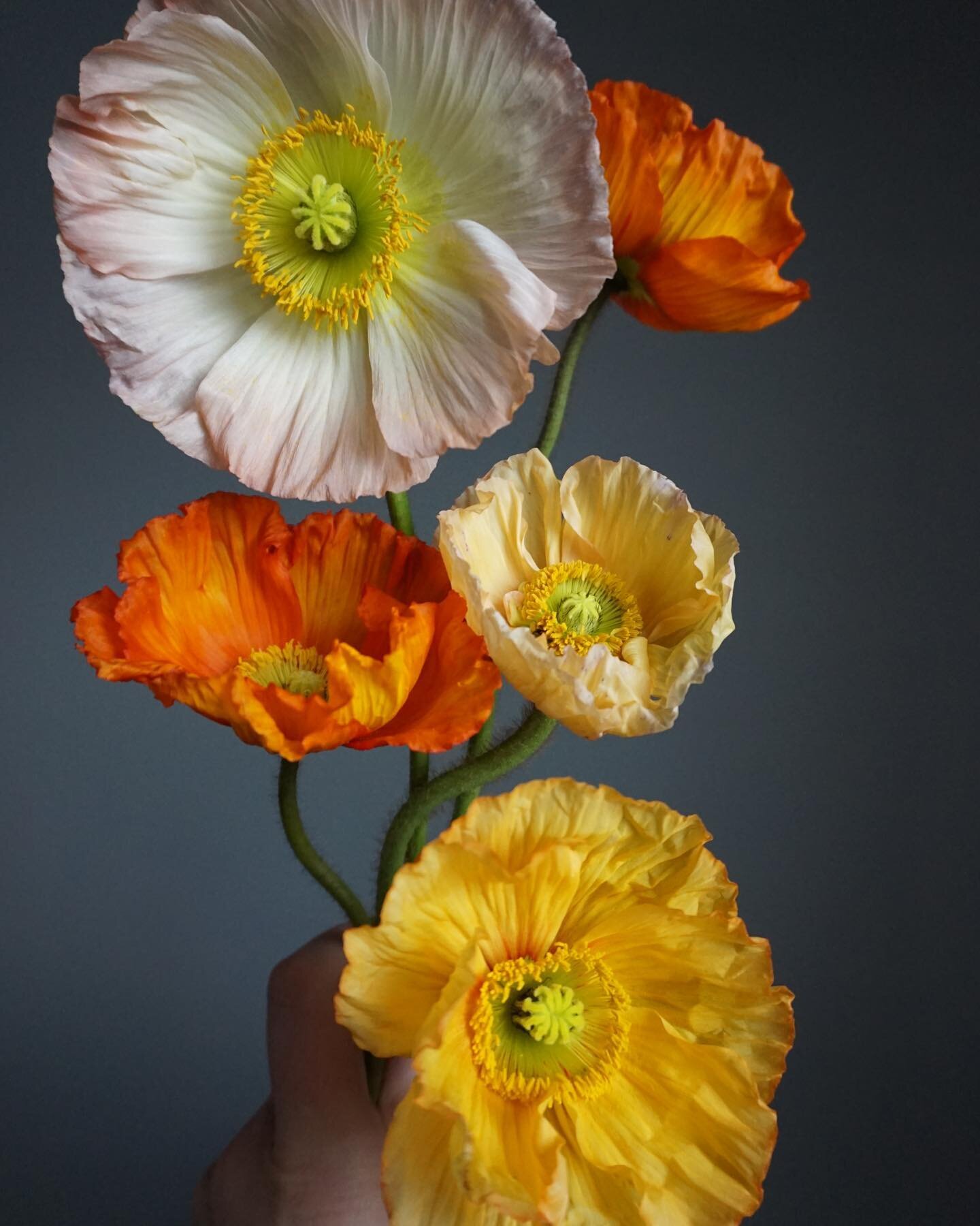 Cheery poppies on this frigid Chicago day!