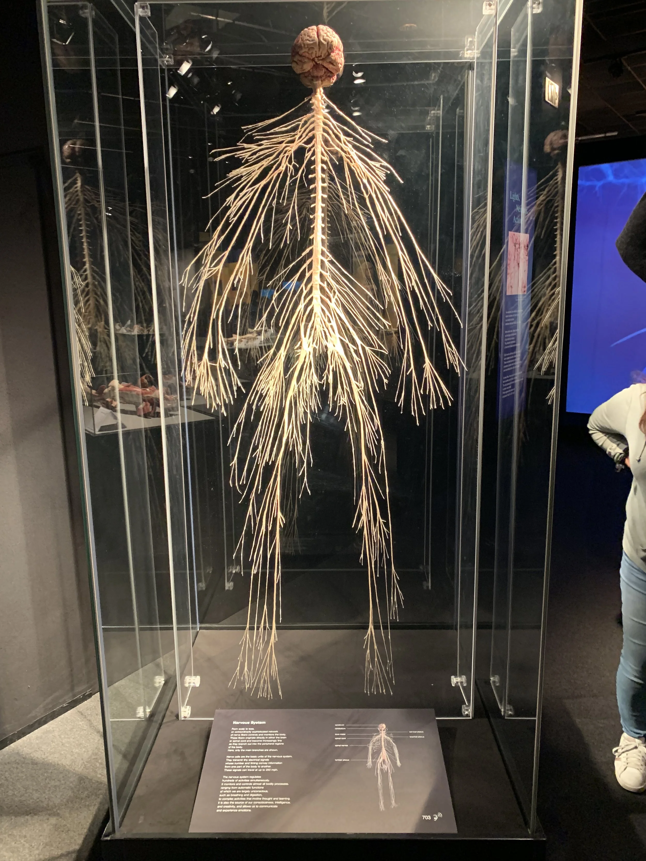 Human Nervous System On Display Human Nervous System On Display