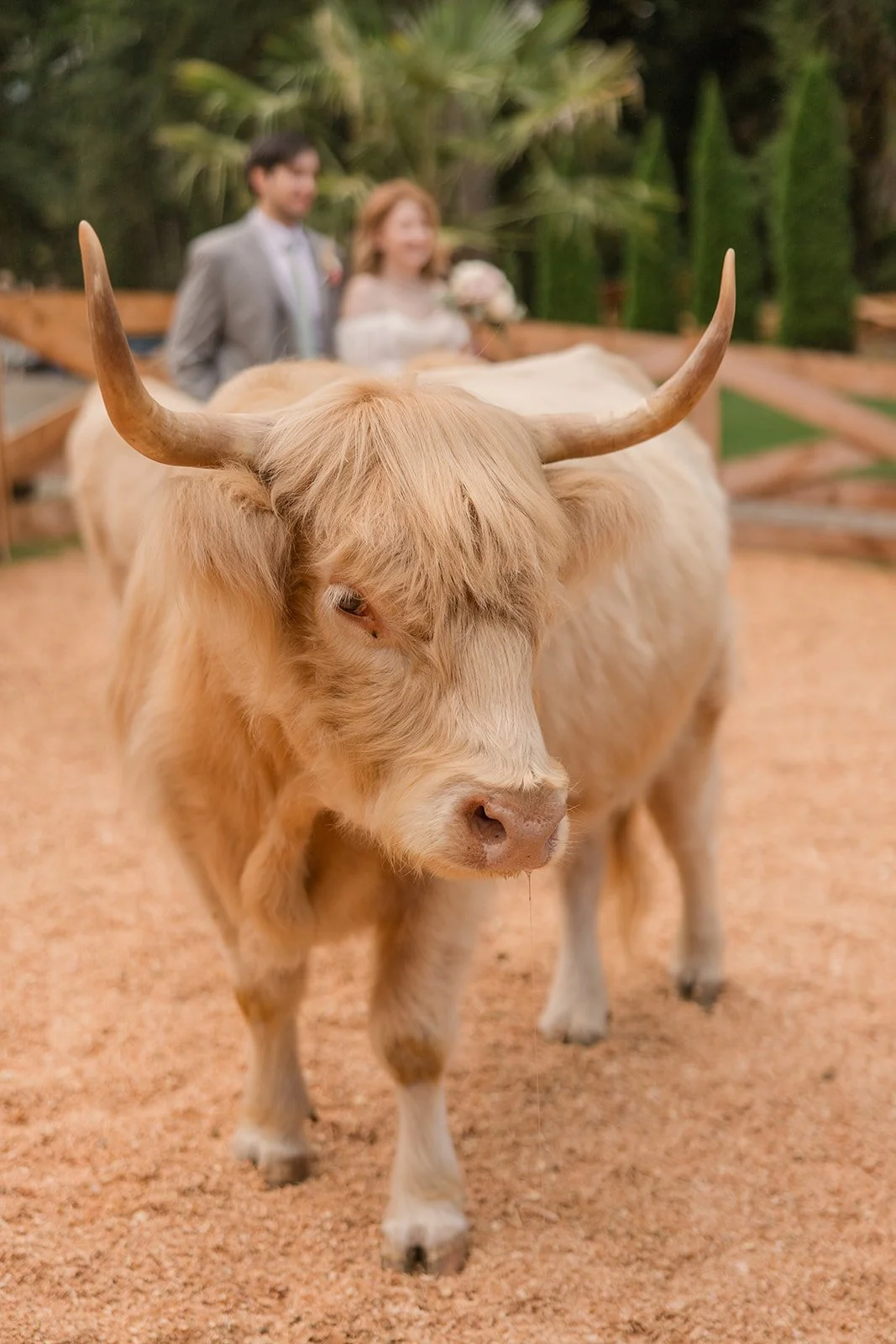 HighlandFarmsWeddingDayPhotography (25).jpg