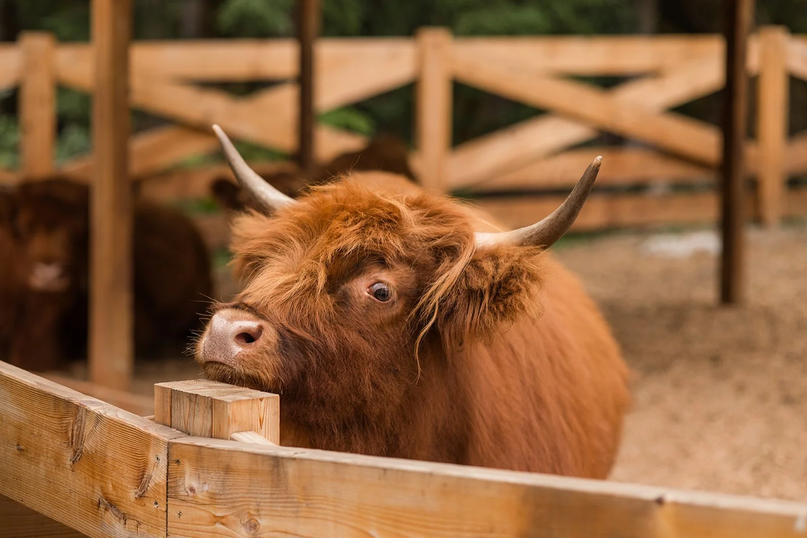 HighlandFarmsWeddingDayPhotography (7).jpg