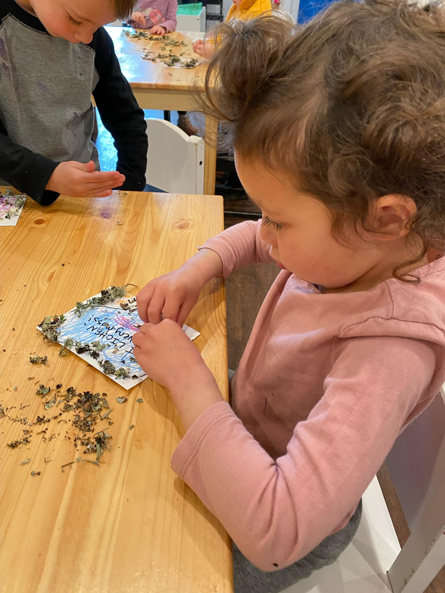  The freeze in central Texas brought down several tree branches. While we were sad to see the damage, our students used this opportunity to learn about the oak’s colorful companions - Lichens! 