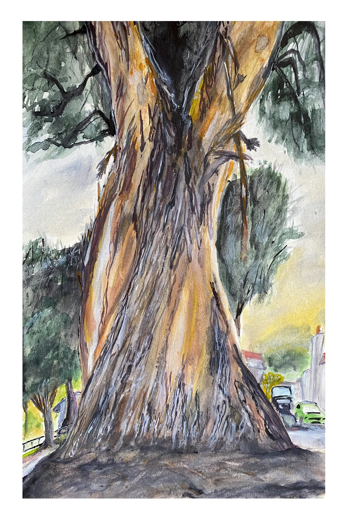 Eucalyptus