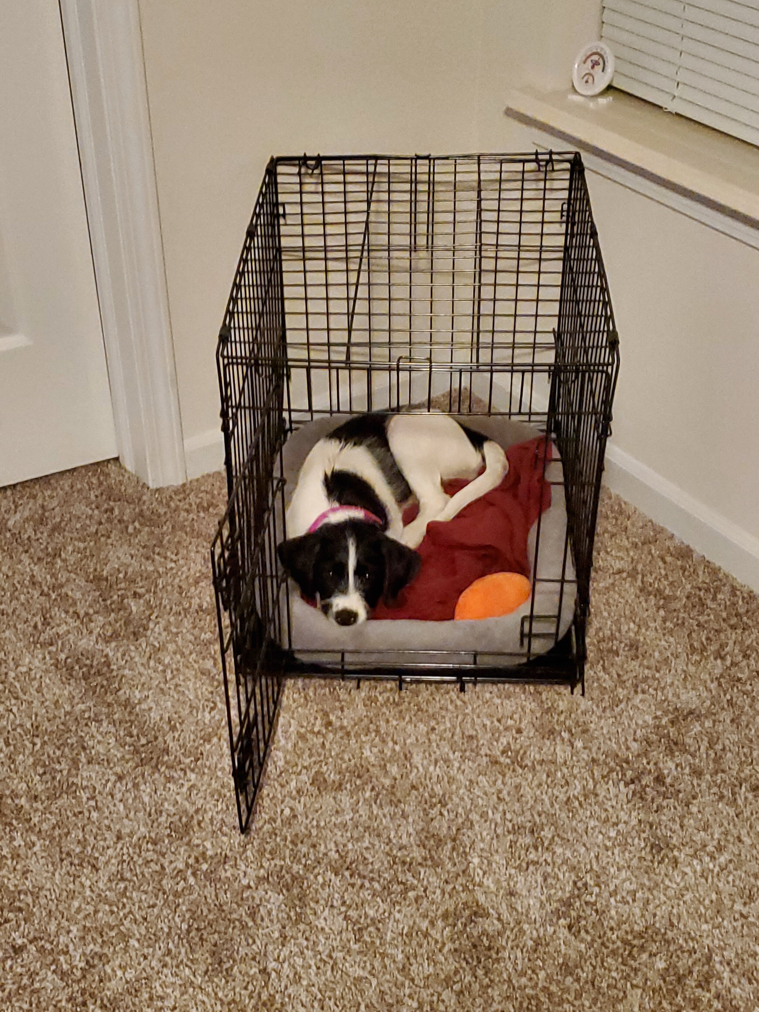 fetch dog crate