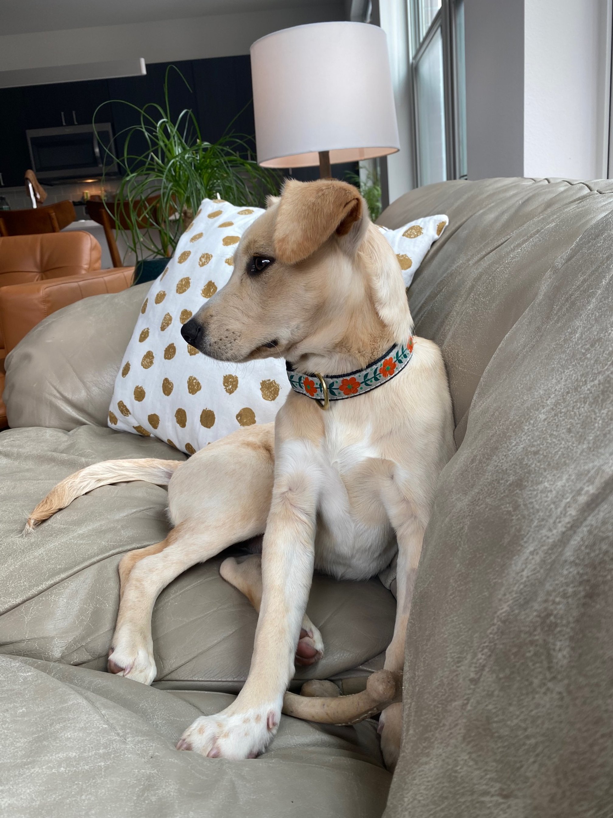 Whippet Puppies Labrador Whippet Mix Whippet Lab Shepherd Mix