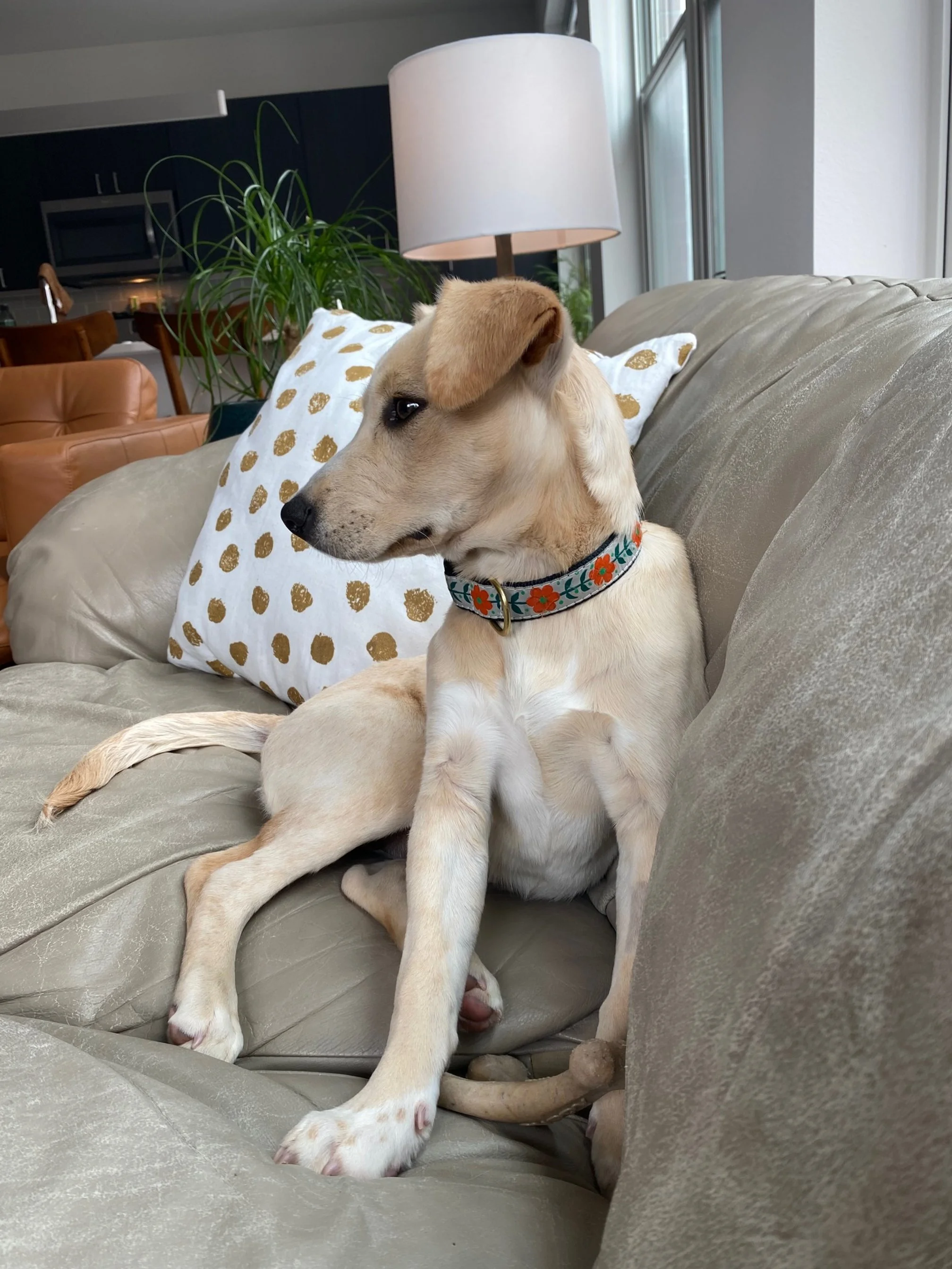 Whippet Puppies Labrador Whippet Mix Whippet Lab Shepherd Mix