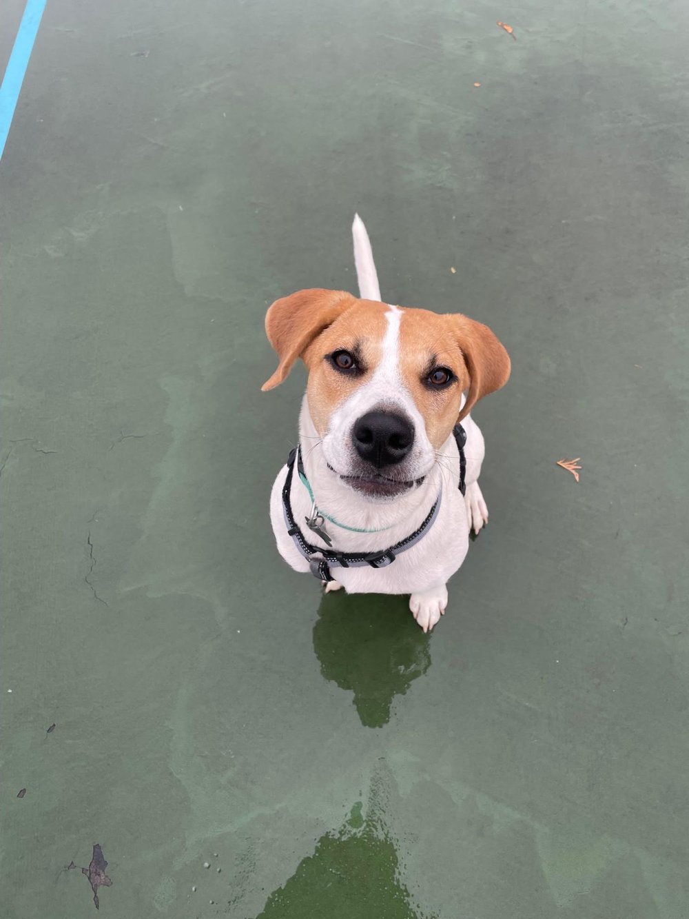 Happy Endings — Doggos — Fetch Wisconsin Rescue