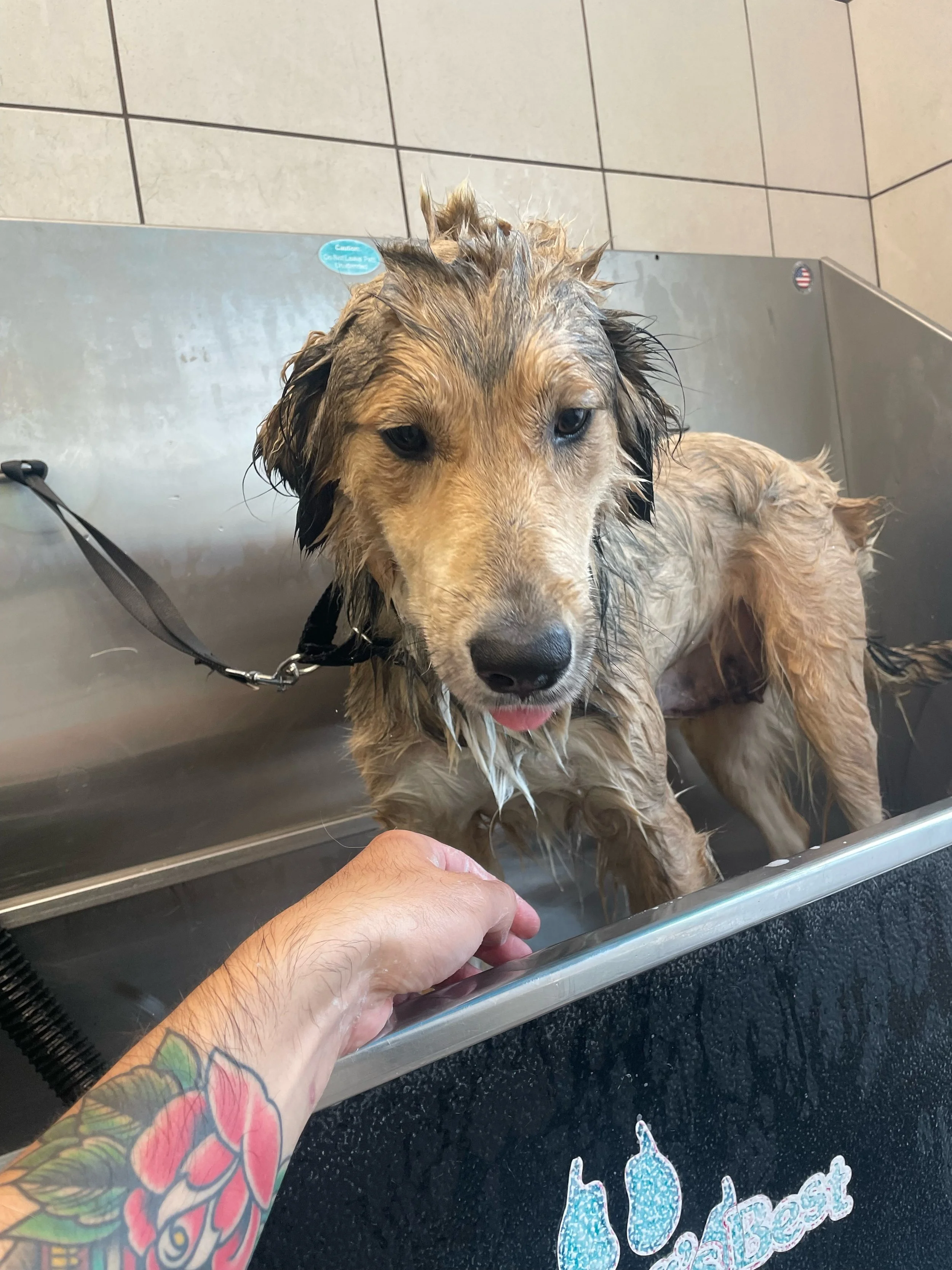 Wisconsin Rescue Dogs Willow — Fetch Wisconsin Rescue