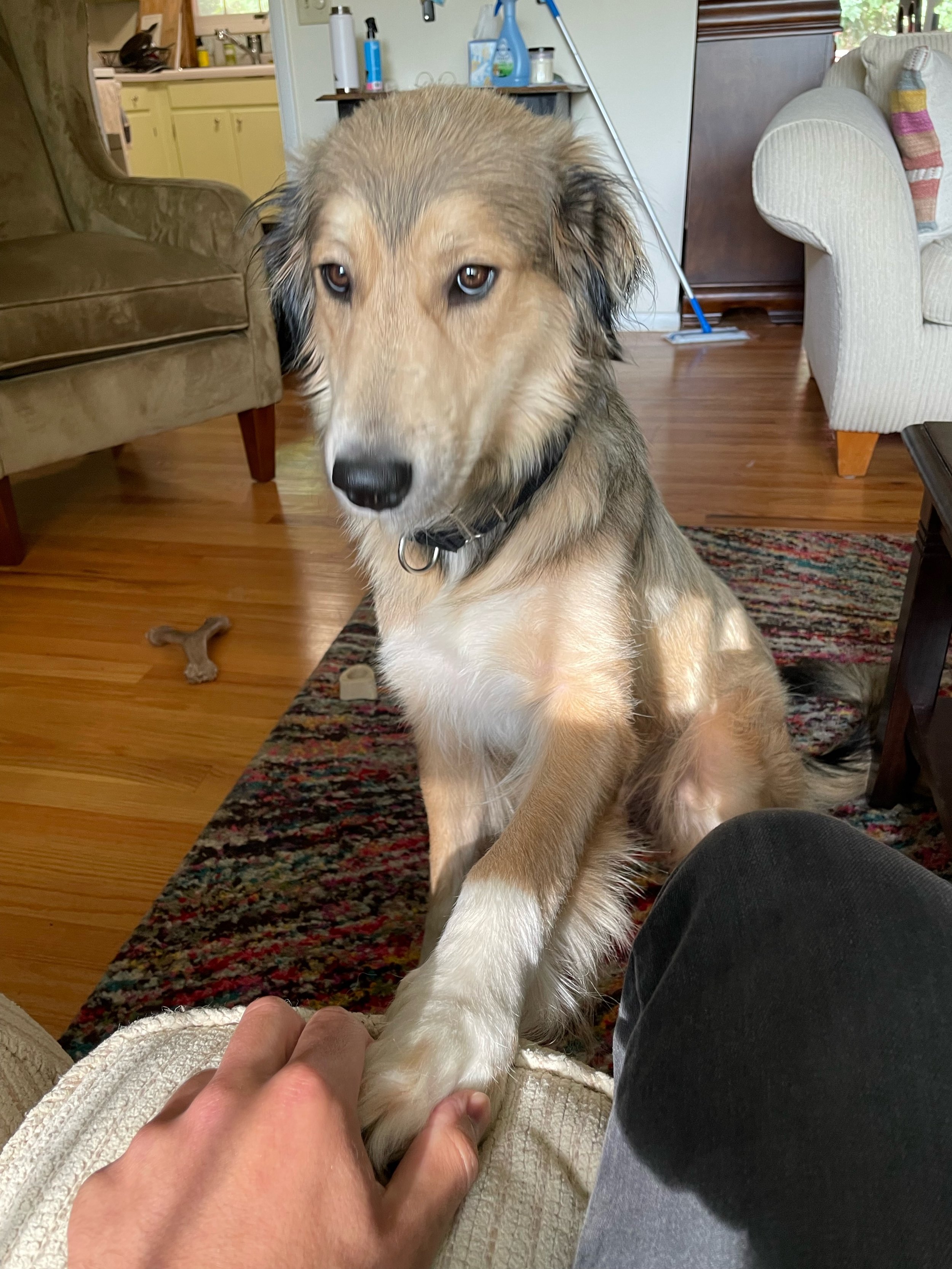 Wisconsin Rescue Dogs Willow — Fetch Wisconsin Rescue