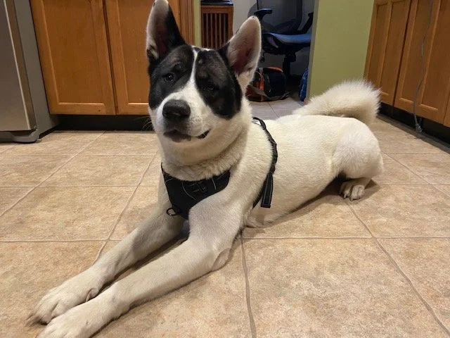 Indi