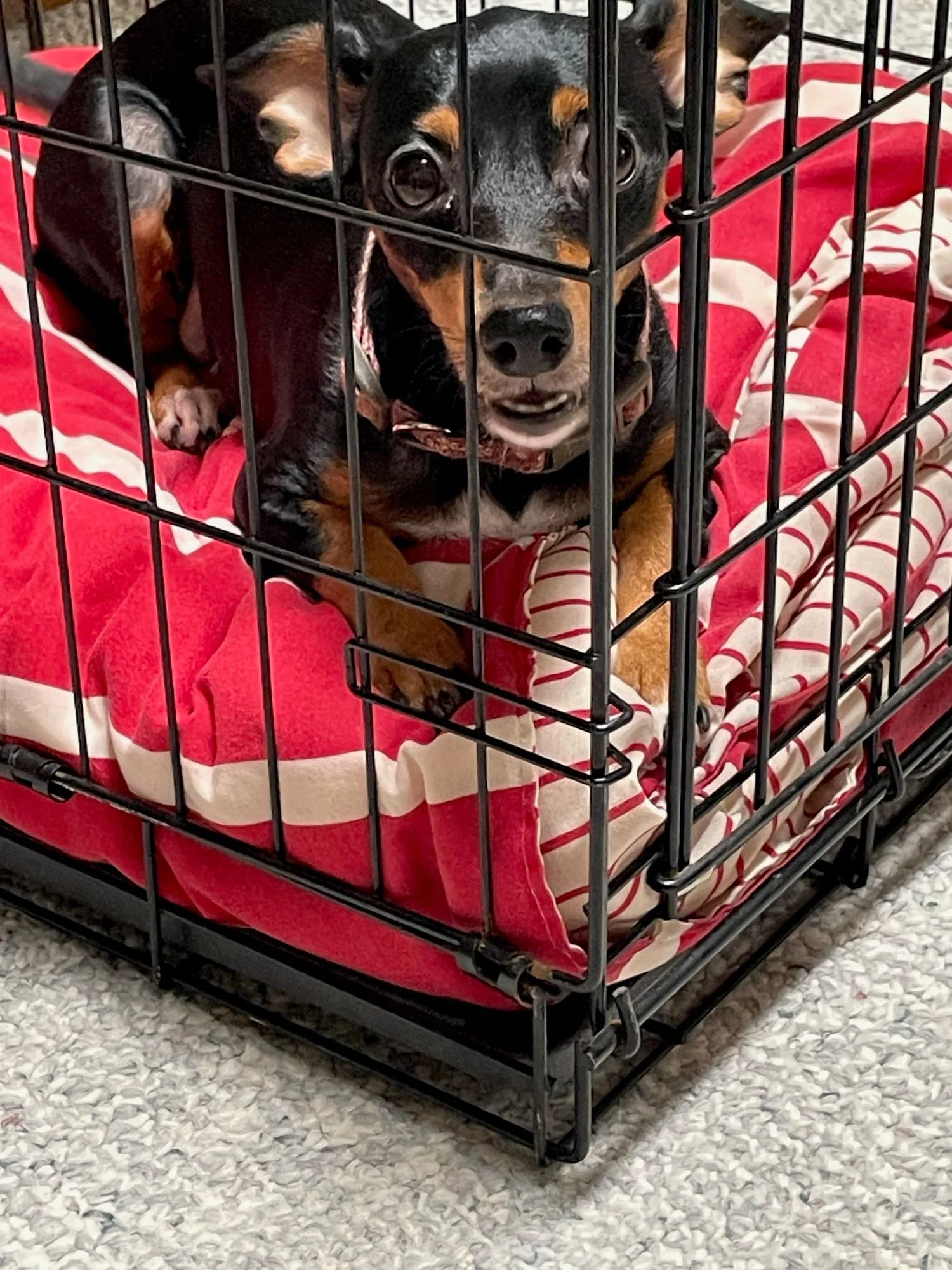Karma Fetch Wisconsin Rescue Karma Fetch Wisconsin Rescue