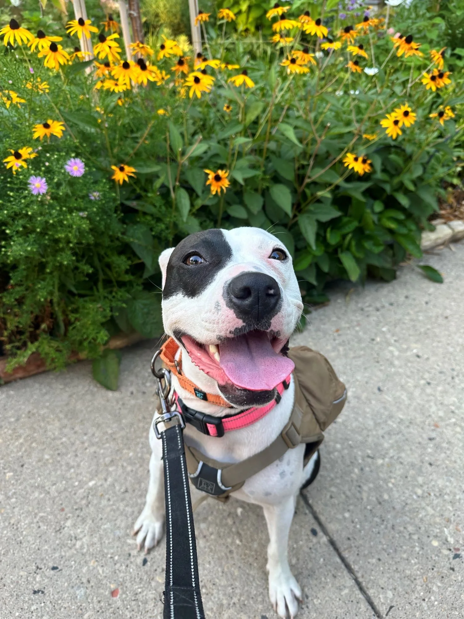 Wisconsin Rescue Dogs Adopt — Fetch Wisconsin Rescue